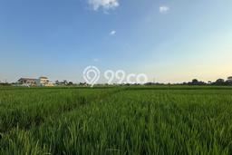 Kavling Tanah untuk Dijual di Kedungu, Tabanan, Luas 850m2 Kavling Tanah untuk Dijual di Kedungu, Tabanan, Luas 850m2