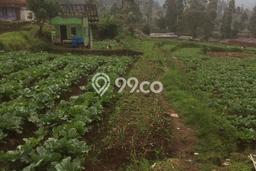 Tanah Murah Untuk Investasi di Ciwidey Jawa Barat Tanah Murah Untuk Investasi di Ciwidey Jawa Barat