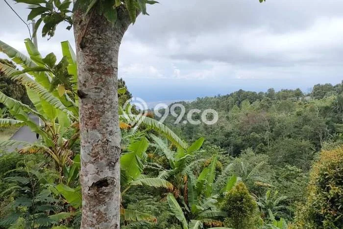 Kavling Tanah Dijual di Buleleng, Buleleng, Luas 30000m2 Area Strategis Kavling Tanah Dijual di Buleleng, Buleleng, Luas 30000m2 Area Strategis