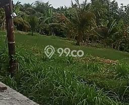 Kavling Tanah Dijual di Tabanan Tabanan Spesifikasi 5350m2 Kavling Tanah Dijual di Tabanan Tabanan Spesifikasi 5350m2