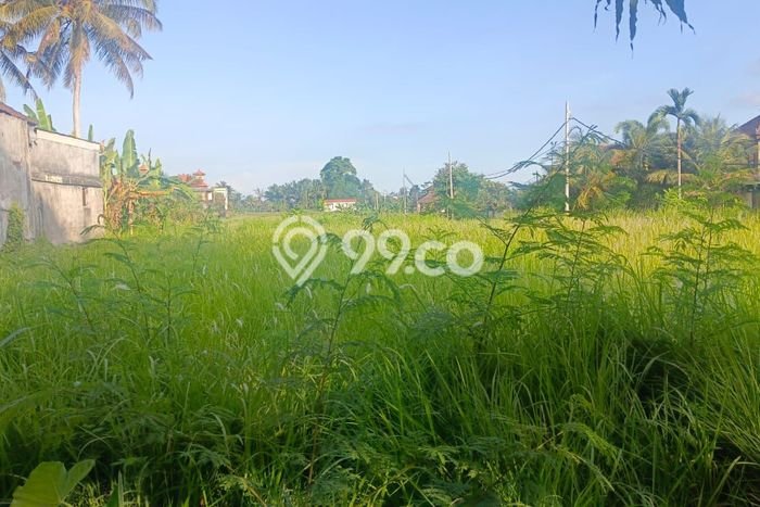 Tanah Strategis Disewakan di Ubud Gianyar Seluas 4893m2 Tanah Strategis Disewakan di Ubud Gianyar Seluas 4893m2