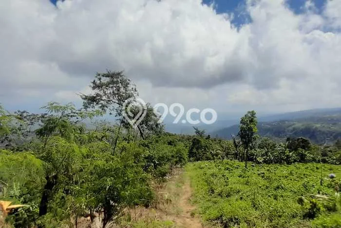Tanah Dijual Area Strategis di Munduk Buleleng 18850m2 Tanah Dijual Area Strategis di Munduk Buleleng 18850m2