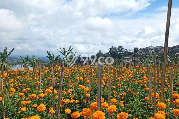 Kavling Tanah untuk Dijual di Bedugul, Tabanan, Luas 13000m2 Kavling Tanah untuk Dijual di Bedugul, Tabanan, Luas 13000m2