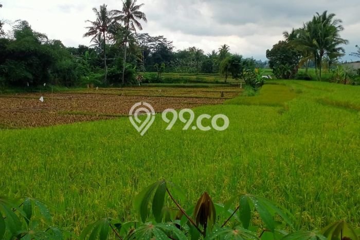 Tanah Kavling untuk Dijual di Cilaku Cianjur 18000m2 Tanah Kavling untuk Dijual di Cilaku Cianjur 18000m2