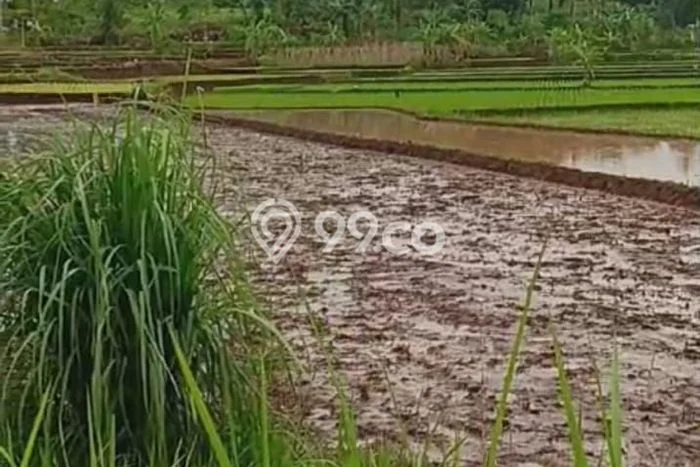 Tanah Dijual Lokasi Cilaku, Cianjur Luas 70000m2 Legalitas Aman Tanah Dijual Lokasi Cilaku, Cianjur Luas 70000m2 Legalitas Aman
