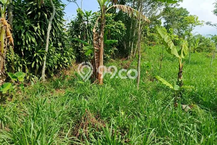 Tanah Kavling di Cicurug Dijual dengan Luas 6000m2 Tanah Kavling di Cicurug Dijual dengan Luas 6000m2
