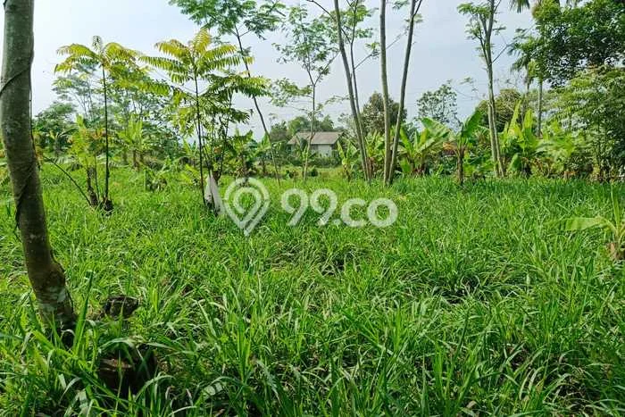 Tanah Kavling di Cicurug Dijual dengan Luas 6000m2 Tanah Kavling di Cicurug Dijual dengan Luas 6000m2