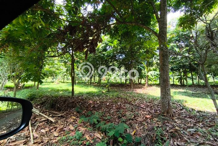 For Sale Tanah di Prigen, Luas 180000m2m², Akses Prigen, Pasuruan, Pasuruan For Sale Tanah di Prigen, Luas 180000m2m², Akses Prigen, Pasuruan, Pasuruan