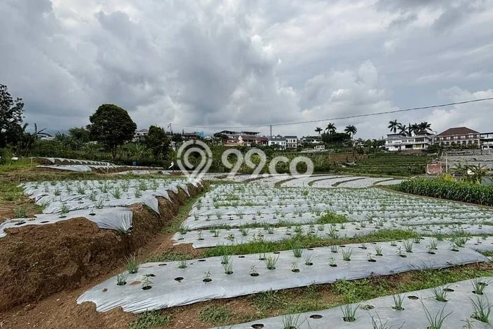 LOKASI PREMIUM! Tanah Kawasan Bumiaji, Luas 4200m2m², Ideal untuk Investasi LOKASI PREMIUM! Tanah Kawasan Bumiaji, Luas 4200m2m², Ideal untuk Investasi