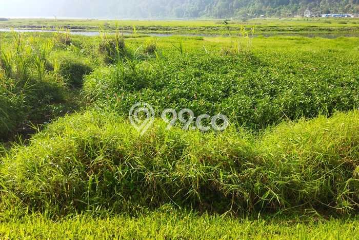 Kavling Tanah Dijual di Sukasada, Buleleng, Luas 4200m2 Area Strategis Kavling Tanah Dijual di Sukasada, Buleleng, Luas 4200m2 Area Strategis