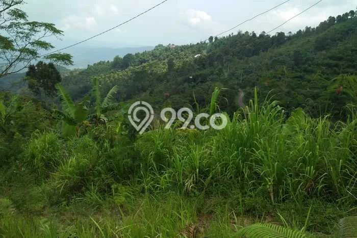 Kavling Tanah untuk Dijual di Munduk, Buleleng, Luas 10000m2 Kavling Tanah untuk Dijual di Munduk, Buleleng, Luas 10000m2