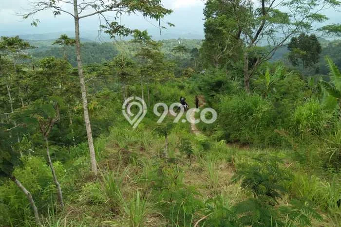 Kavling Tanah untuk Dijual di Munduk, Buleleng, Luas 10000m2 Kavling Tanah untuk Dijual di Munduk, Buleleng, Luas 10000m2