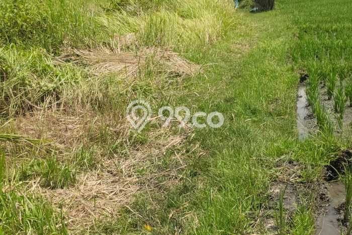 Untuk Dijual Tanah di Badung, Luas 1000m2 SHM Untuk Dijual Tanah di Badung, Luas 1000m2 SHM