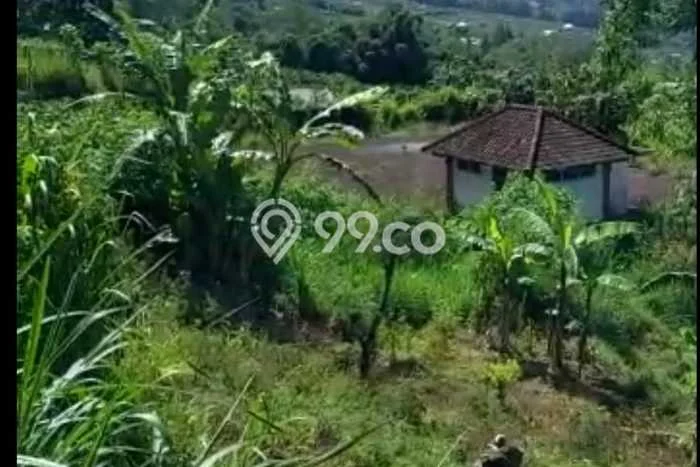 Dijual Tanah di Kintamani Bangli Luas 6000m2 SHM Dijual Tanah di Kintamani Bangli Luas 6000m2 SHM