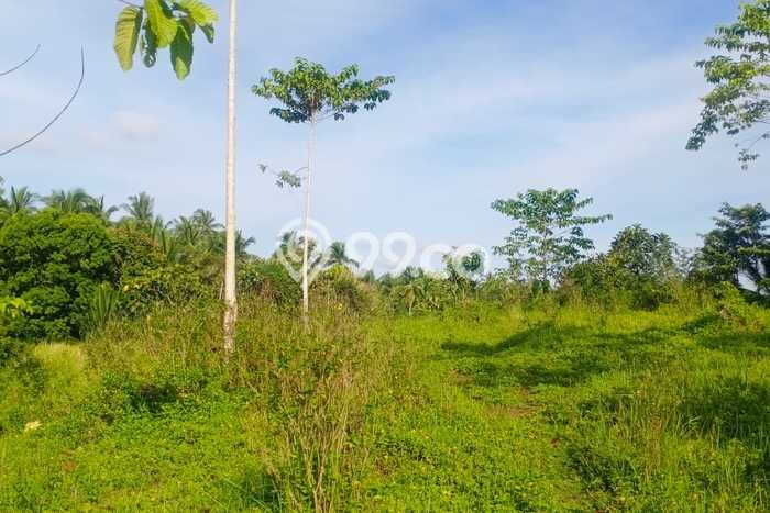 Tanah Kavling Dijual di Gadungan, Tabanan dengan Luas Tanah 25000m2 Tanah Kavling Dijual di Gadungan, Tabanan dengan Luas Tanah 25000m2
