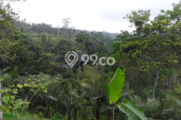 Tanah Dijual Lokasi Payangan Gianyar - Tanah Dijual Lokasi Payangan Gianyar -