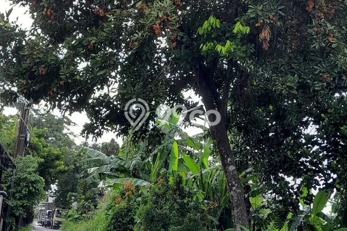 Dijual Tanah 700m2 di Tanah Sareal, Bogor Dijual Tanah 700m2 di Tanah Sareal, Bogor