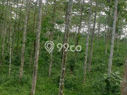 Dijual Tanah di Leuwiliang Bogor Luas 53000m2 SHM Dijual Tanah di Leuwiliang Bogor Luas 53000m2 SHM