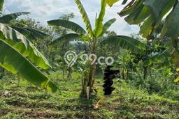 Lahan Investasi Lokasi Trawas Mojokerto SHM Lahan Investasi Lokasi Trawas Mojokerto SHM