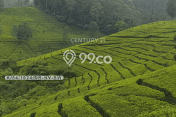 Tanah Strategis Dijual di Ciwidey Bandung 178500m2 Tanah Strategis Dijual di Ciwidey Bandung 178500m2