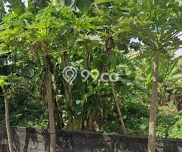 Jarang Ada! Tanah di Kuta Punya Luas 800m2 SHM Jarang Ada! Tanah di Kuta Punya Luas 800m2 SHM