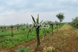 Untuk Dijual Tanah di Kemang Bogor Luas 9350m2 SHM Untuk Dijual Tanah di Kemang Bogor Luas 9350m2 SHM
