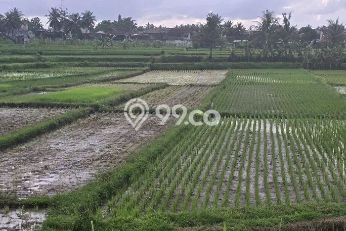 Tanah Komersial Dijual di Bayan Purworejo 1186m2 Tanah Komersial Dijual di Bayan Purworejo 1186m2