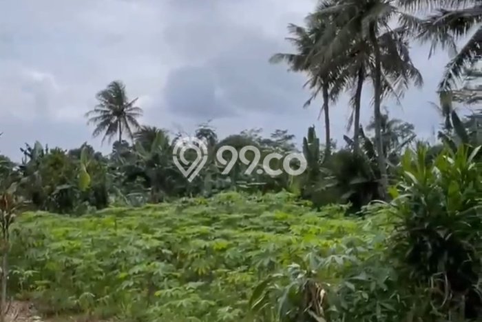 Kavling Tanah Dijual di Ranca Bungur Bogor Spesifikasi 704m2 Kavling Tanah Dijual di Ranca Bungur Bogor Spesifikasi 704m2