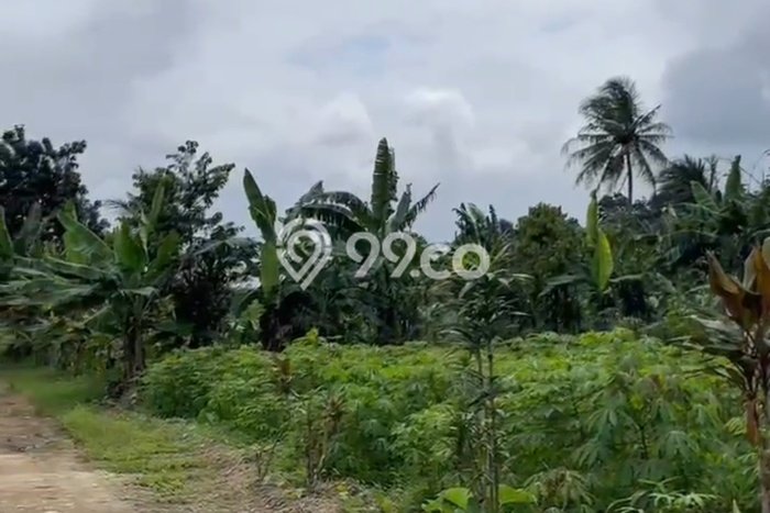 Kavling Tanah Dijual di Ranca Bungur Bogor Spesifikasi 704m2 Kavling Tanah Dijual di Ranca Bungur Bogor Spesifikasi 704m2