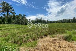 Tanah Kavling untuk Dijual di Selemadeg Tabanan 5200m2 Tanah Kavling untuk Dijual di Selemadeg Tabanan 5200m2