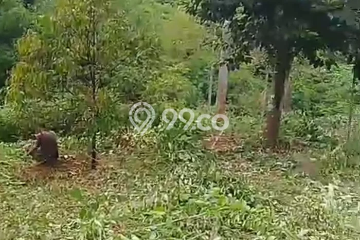 Jarang Ada! Tanah di Jasinga Punya Luas 4500m2 SHM Jarang Ada! Tanah di Jasinga Punya Luas 4500m2 SHM