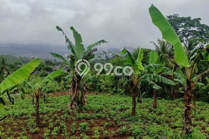 Tanah Dijual Lokasi Cibadak, Sukabumi Luas 9970m2 Legalitas Aman Tanah Dijual Lokasi Cibadak, Sukabumi Luas 9970m2 Legalitas Aman