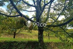 Dijual Tanah di Caringin Bogor Luas 40000m2 SHM Dijual Tanah di Caringin Bogor Luas 40000m2 SHM