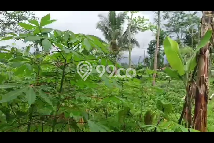 Kavling Tanah Dijual di Cicurug Sukabumi Spesifikasi 1800m2 Kavling Tanah Dijual di Cicurug Sukabumi Spesifikasi 1800m2