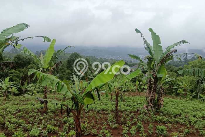 Tanah Dijual Lokasi Cibadak, Sukabumi Luas 9970m2 Legalitas Aman Tanah Dijual Lokasi Cibadak, Sukabumi Luas 9970m2 Legalitas Aman