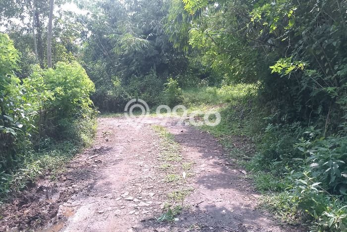 Tanah Komersial Dijual di Cigudeg Bogor 20000m2 Tanah Komersial Dijual di Cigudeg Bogor 20000m2