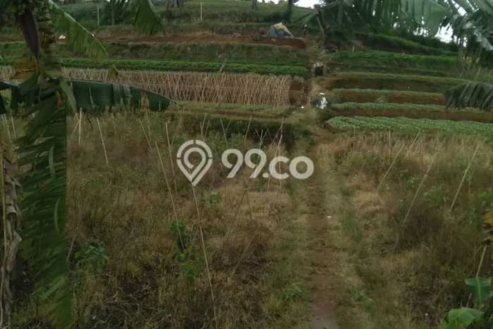Tanah Kavling di Cipanas Dijual dengan Luas 60000m2 Tanah Kavling di Cipanas Dijual dengan Luas 60000m2