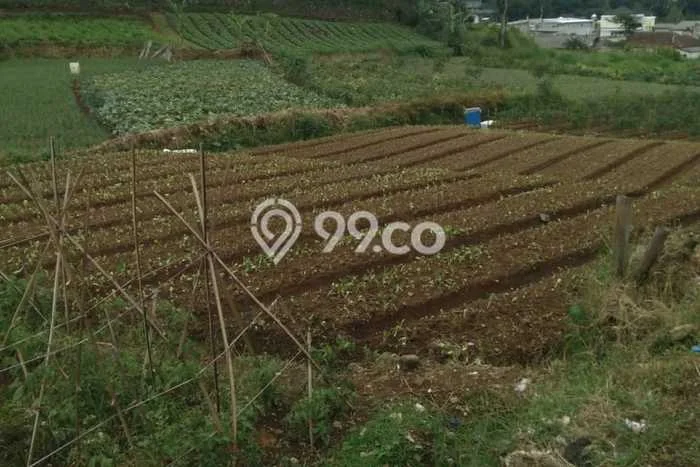 Tanah Kavling di Cipanas Dijual dengan Luas 60000m2 Tanah Kavling di Cipanas Dijual dengan Luas 60000m2
