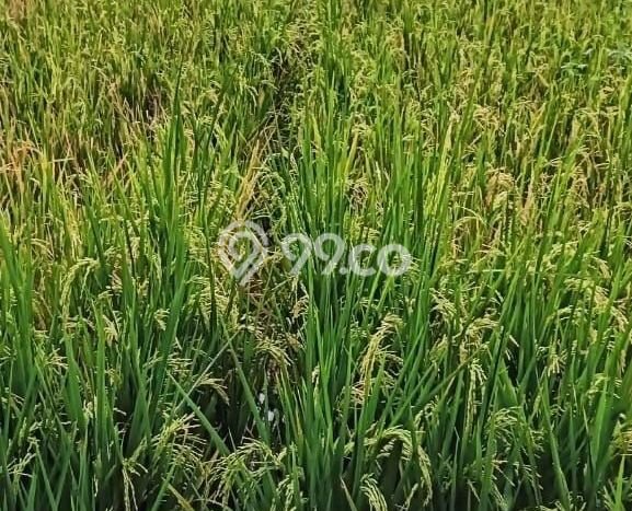 Tanah Dijual Lokasi Tasikmadu, Karanganyar Luas 3406m2 Legalitas Aman Tanah Dijual Lokasi Tasikmadu, Karanganyar Luas 3406m2 Legalitas Aman