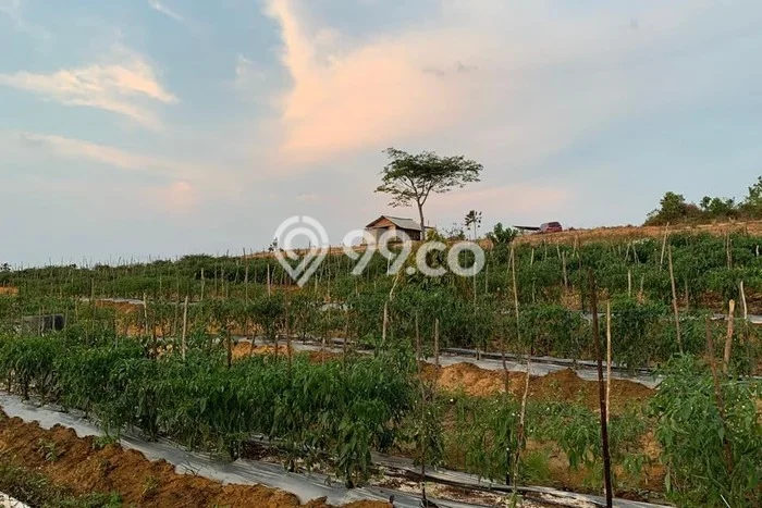 Tanah Dijual Area Strategis di Bintan Kota Bintan 150000m2 Tanah Dijual Area Strategis di Bintan Kota Bintan 150000m2