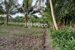Untuk Dijual Tanah di Serang Serang Luas 4e+08m2 SHM Untuk Dijual Tanah di Serang Serang Luas 4e+08m2 SHM