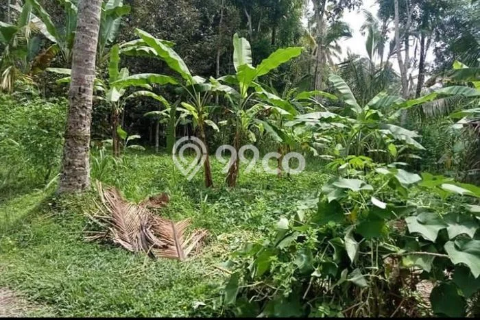 Tanah Kavling untuk Dijual di Payangan Gianyar 1450m2 Tanah Kavling untuk Dijual di Payangan Gianyar 1450m2