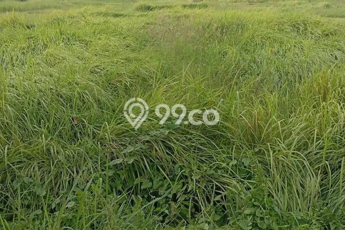 Tanah Kavling Dijual di Badung dengan Spesifikasi 1350m2 Tanah Kavling Dijual di Badung dengan Spesifikasi 1350m2
