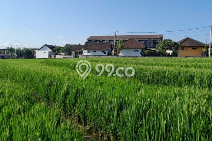Disewakan Tanah di canggu Badung Seluas 2000m2 Disewakan Tanah di canggu Badung Seluas 2000m2