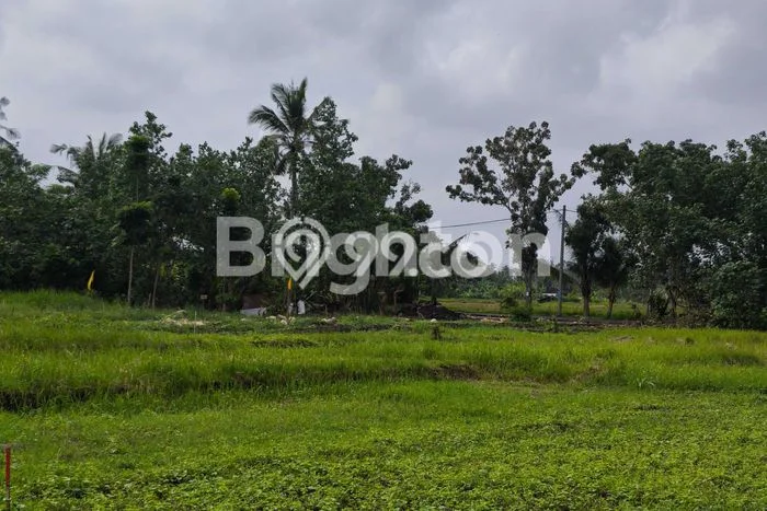 Tanah Investasi Dijual di Tabanan Punya Luas 500m2 Tanah Investasi Dijual di Tabanan Punya Luas 500m2