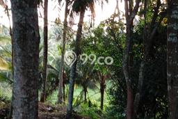 Dijual Tanah di Abiansemal Badung Luas 1050m2 SHM Dijual Tanah di Abiansemal Badung Luas 1050m2 SHM