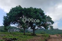 Disewakan Tanah di Badung, Luas 211m2 Area Berkembang Disewakan Tanah di Badung, Luas 211m2 Area Berkembang