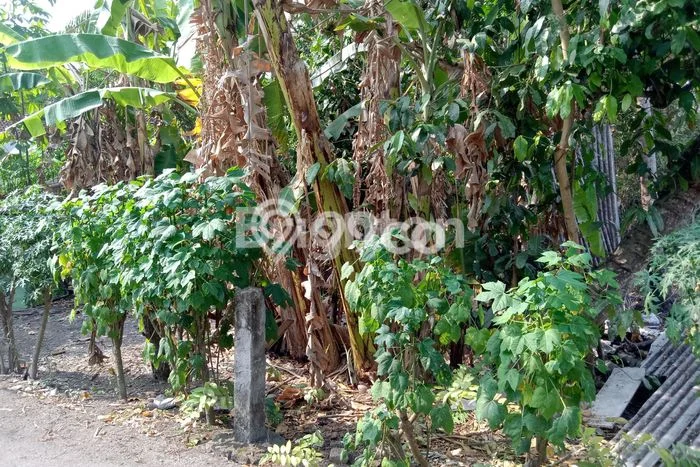Kavling Tanah Dijual di Gamping Sleman Spesifikasi 1054m2 Kavling Tanah Dijual di Gamping Sleman Spesifikasi 1054m2