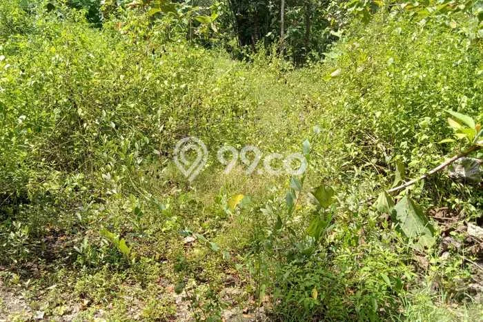 Lahan Dijual Lokasi Sedayu, Bantul dengan Luas Tanah 399m2 dan Status SHM Lahan Dijual Lokasi Sedayu, Bantul dengan Luas Tanah 399m2 dan Status SHM