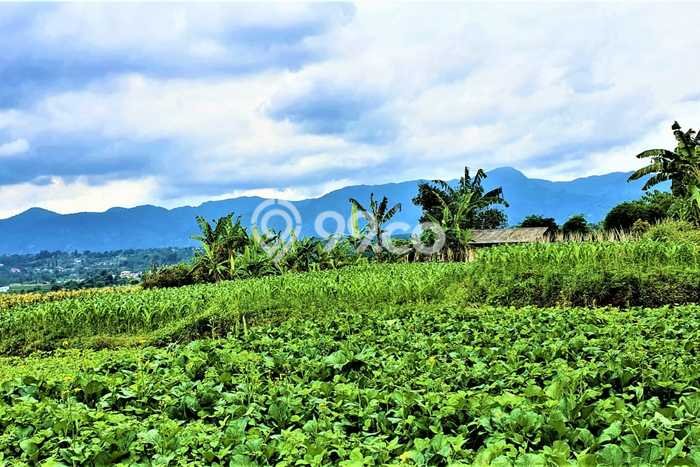 Tanah untuk Dijual Lokasi Megamendung, Bogor Luas 45000m2 SHM Tanah untuk Dijual Lokasi Megamendung, Bogor Luas 45000m2 SHM
